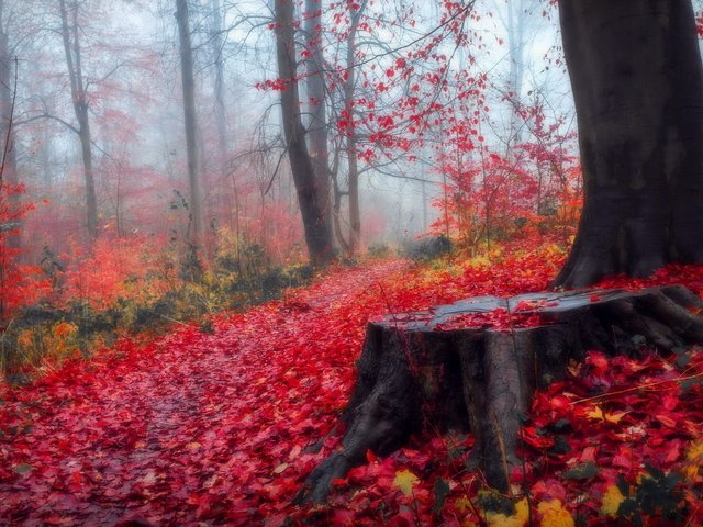 Обои деревья, лес, листья, пейзаж, осень, пенек, trees, forest, leaves, landscape, autumn, stump разрешение 1920x1200 Загрузить
