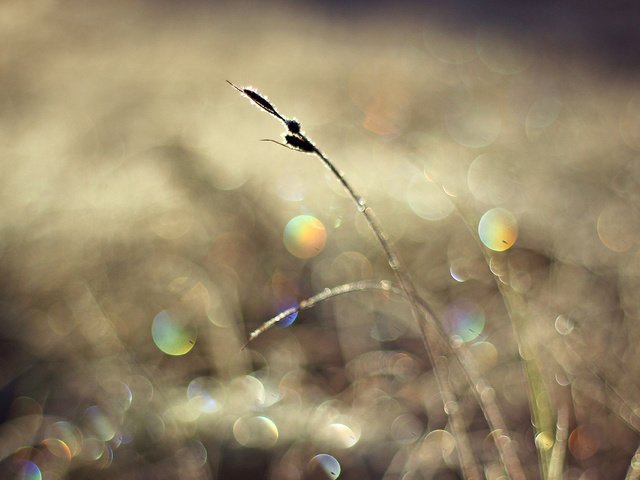Обои свет, солнце, макро, блики, травинка, light, the sun, macro, glare, a blade of grass разрешение 1920x1080 Загрузить
