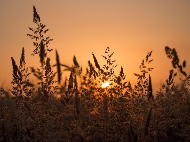 Обои закат, луг, травинки, sunset, meadow, grass разрешение 2048x1536 Загрузить