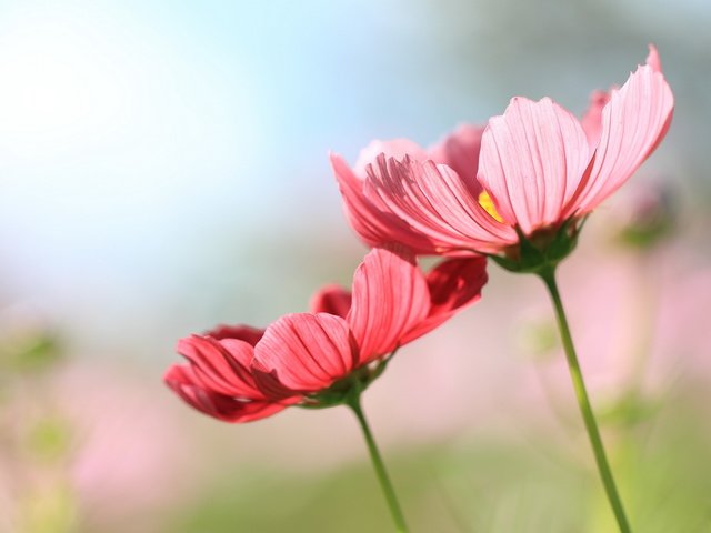 Обои цветы, фон, космея, flowers, background, kosmeya разрешение 2560x1600 Загрузить