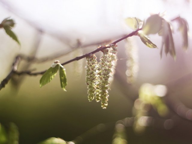 Обои ветка, природа, цветение, макро, весна, береза, сережки, branch, nature, flowering, macro, spring, birch, earrings разрешение 1920x1200 Загрузить