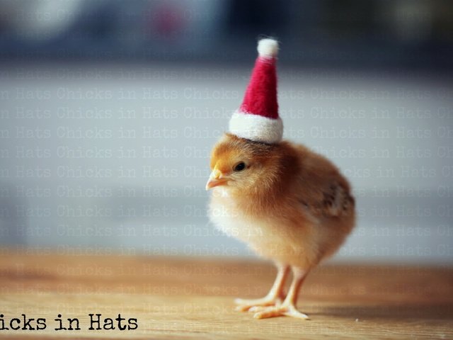 Обои фон, птица, цыплёнок, шляпка, курица, колпак санты, background, bird, chicken, hat разрешение 1920x1200 Загрузить