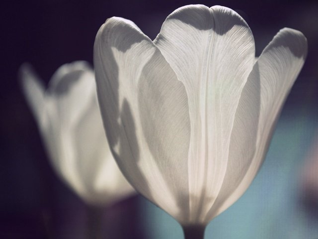 Обои цветы, лепестки, тюльпаны, белые, flowers, petals, tulips, white разрешение 2805x1863 Загрузить