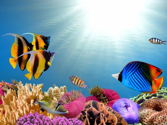Обои море, рыбы, кораллы, подводный мир, sea, fish, corals, underwater world разрешение 2144x1424 Загрузить
