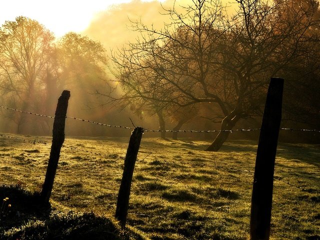 Обои деревья, пейзаж, проволока, ограждение, колючая, trees, landscape, wire, the fence, barbed разрешение 3386x2168 Загрузить