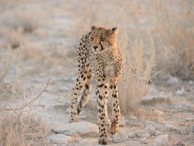 Обои кошка, гепард, детеныш, cat, cheetah, cub разрешение 2048x1363 Загрузить