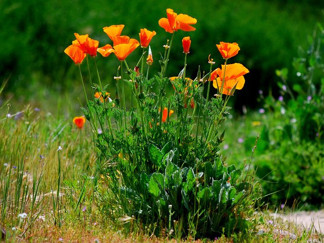 Обои цветы, трава, природа, растения, маки, эшшольция, flowers, grass, nature, plants, maki, escholzia разрешение 2592x1744 Загрузить