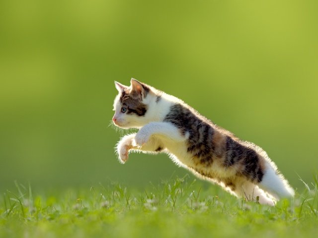 Обои трава, кошка, котенок, прыжок, grass, cat, kitty, jump разрешение 7000x4667 Загрузить