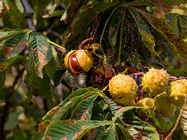 Обои дерево, осень, каштаны, tree, autumn, chestnuts разрешение 2048x1375 Загрузить