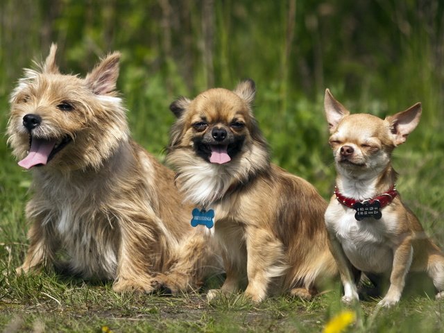 Обои природа, три, друзья, собаки, nature, three, friends, dogs разрешение 2560x1600 Загрузить