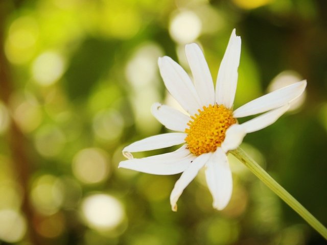 Обои фон, цветок, ромашка, background, flower, daisy разрешение 1920x1200 Загрузить