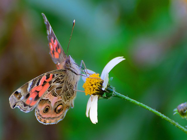 Обои цветок, бабочка, насекомые, flower, butterfly, insects разрешение 1920x1226 Загрузить