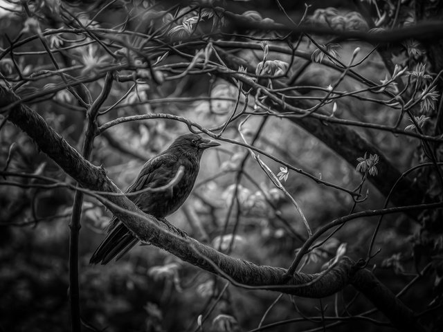 Обои дерево, фон, птицы, ворона, tree, background, birds, crow разрешение 5616x3744 Загрузить