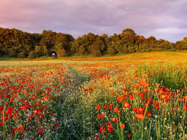 Обои небо, цветы, поле, лето, маки, the sky, flowers, field, summer, maki разрешение 3000x2000 Загрузить