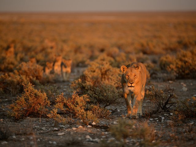 Обои природа, хищник, лев, львица, nature, predator, leo, lioness разрешение 2048x1347 Загрузить