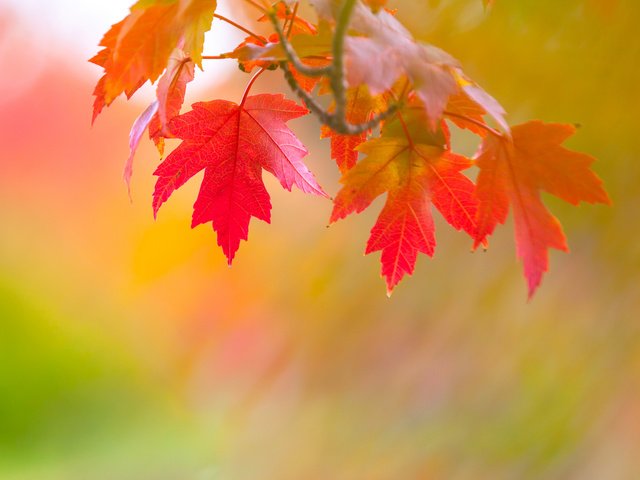 Обои ветка, листья, осень, branch, leaves, autumn разрешение 2048x1201 Загрузить
