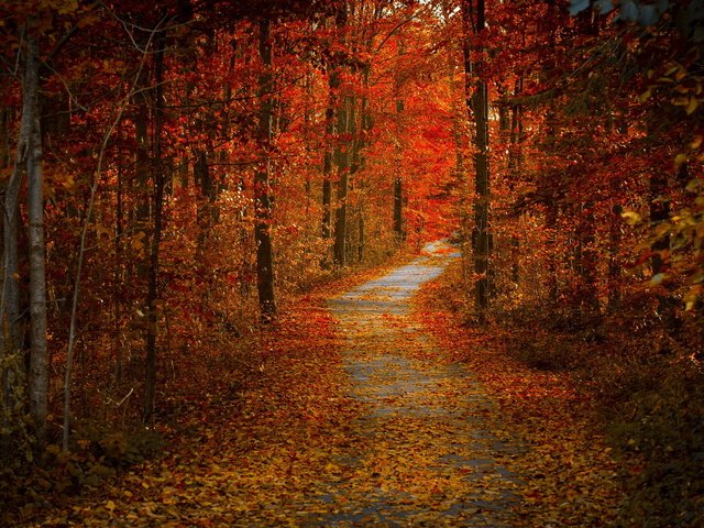 Обои дорога, деревья, листья, пейзаж, осень, road, trees, leaves, landscape, autumn разрешение 2560x1440 Загрузить