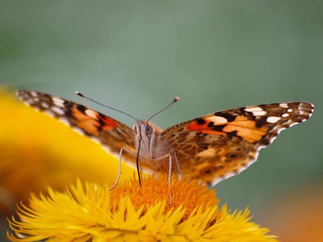 Обои цветок, бабочка, насекомые, flower, butterfly, insects разрешение 2048x1536 Загрузить