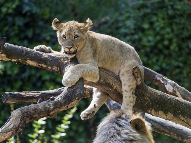 Обои дерево, лев, львёнок, tree, leo, lion разрешение 4258x2834 Загрузить