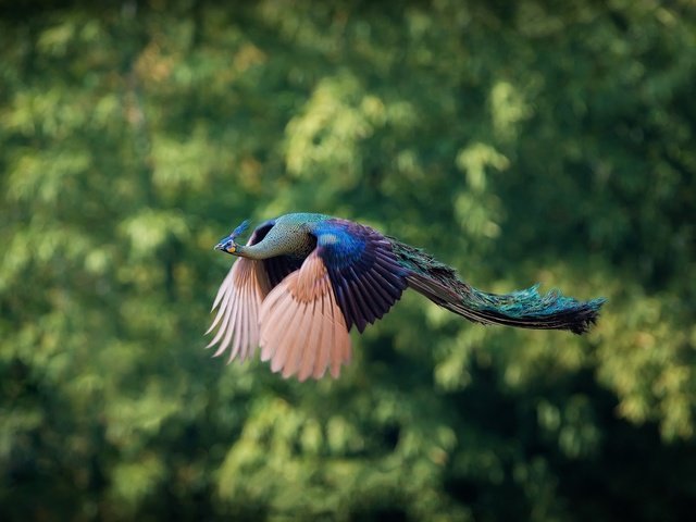 Обои природа, фон, полет, птицы, павлин, nature, background, flight, birds, peacock разрешение 2000x1319 Загрузить