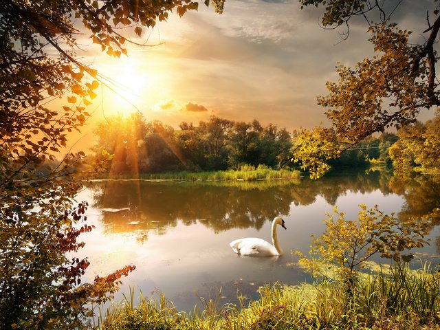 Обои природа, парк, птицы, пруд, лебедь, nature, park, birds, pond, swan разрешение 1920x1425 Загрузить