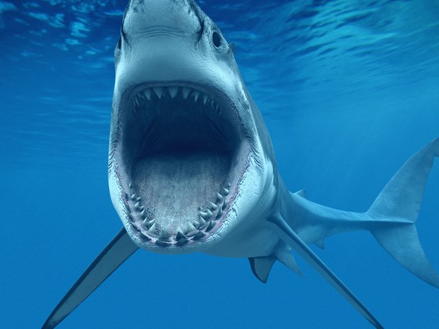 Обои белая акула, или кархародон (carcharodon carcharias, great white shark), white shark, or carcharodon (carcharodon carcharias разрешение 2560x1600 Загрузить