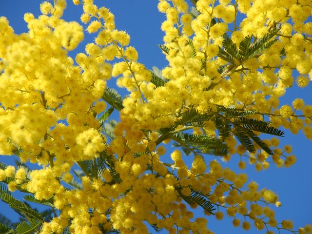 Обои весна, мимоза, spring, mimosa разрешение 2880x1800 Загрузить