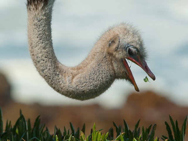 Обои природа, птица, страус, nature, bird, ostrich разрешение 2048x1363 Загрузить