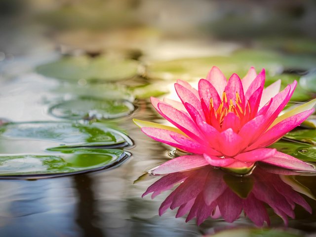 Обои вода, лотос, розовый, water, lotus, pink разрешение 1920x1080 Загрузить