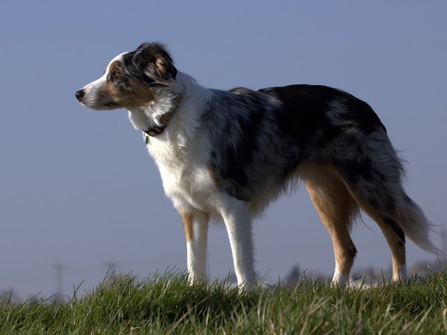 Обои природа, австралийская овчарка, nature, australian shepherd разрешение 2560x1600 Загрузить