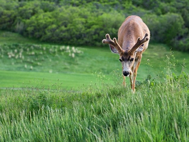 Обои трава, природа, олень, рога, grass, nature, deer, horns разрешение 2560x1600 Загрузить