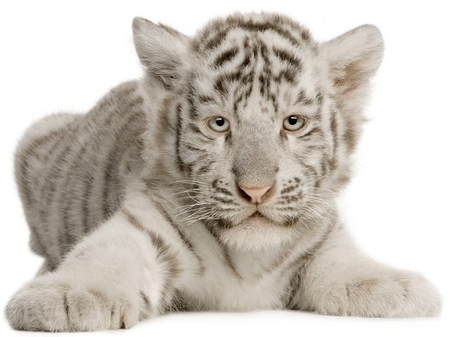 Обои тигр, белый, тигренок, малыш, белый тигр, tiger, white, baby, white tiger разрешение 1920x1200 Загрузить