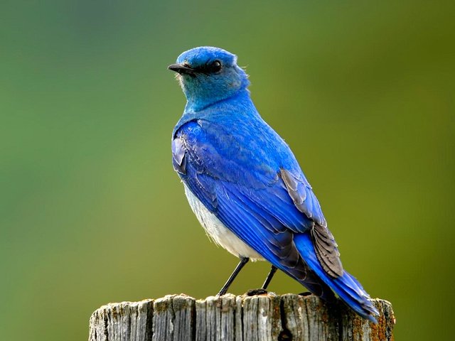 Обои птица, синяя, пенек, bird, blue, stump разрешение 1920x1080 Загрузить