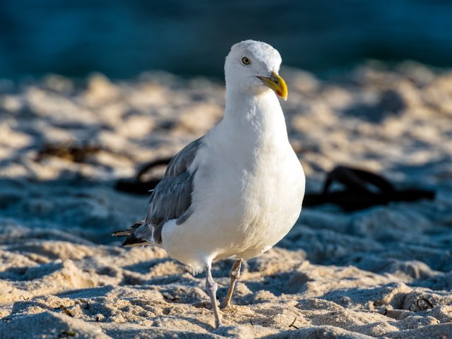 Обои природа, песок, чайка, птицы, nature, sand, seagull, birds разрешение 2560x1600 Загрузить