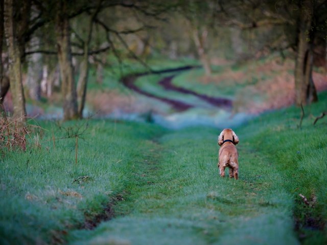 Обои дорога, трава, деревья, собака, кокер-спаниель, road, grass, trees, dog, cocker spaniel разрешение 2560x1600 Загрузить