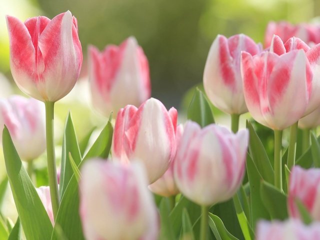 Обои цветы, природа, тюльпаны, макро., бело-розовые. бутоны, flowers, nature, tulips, macro., the pink and white. buds разрешение 1920x1200 Загрузить