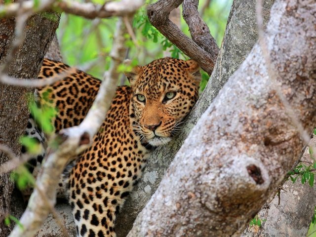 Обои дерево, взгляд, леопард, хищник, tree, look, leopard, predator разрешение 1920x1200 Загрузить