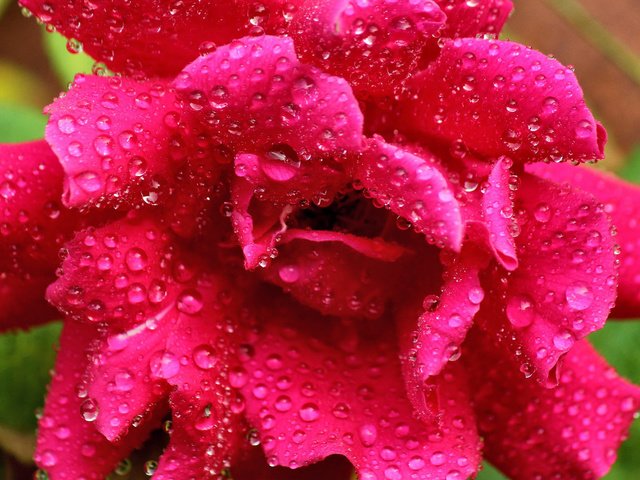 Обои цветок, роса, капли, роза, розовая, flower, rosa, drops, rose, pink разрешение 1920x1200 Загрузить