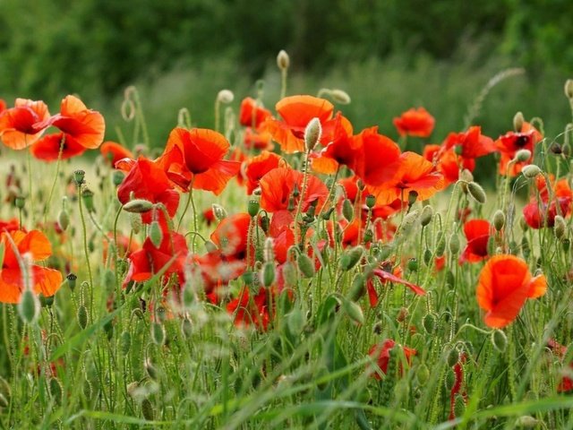 Обои цветы, поле, лето, красные, маки, flowers, field, summer, red, maki разрешение 1920x1200 Загрузить