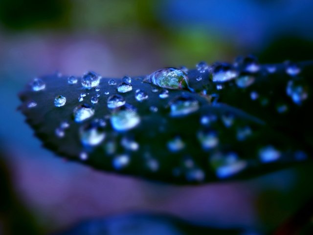 Обои природа, зелень, макро, роса, капли, лист, растение, nature, greens, macro, rosa, drops, sheet, plant разрешение 1920x1200 Загрузить