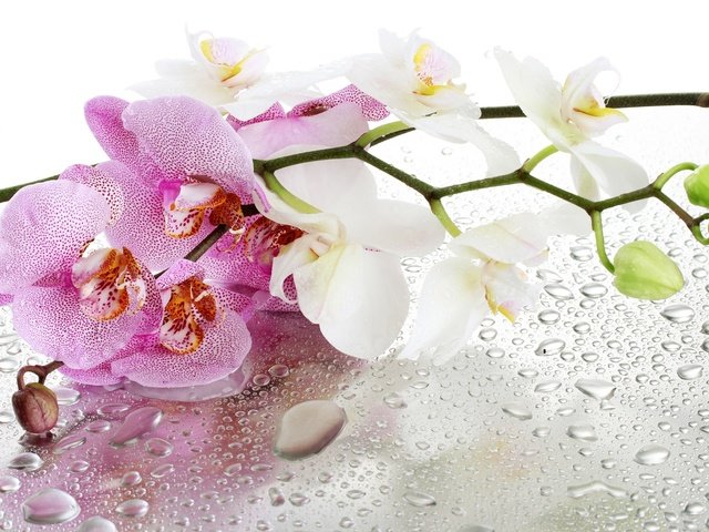 Обои цветы, отражение, капли, орхидеи, flowers, reflection, drops, orchids разрешение 1920x1280 Загрузить