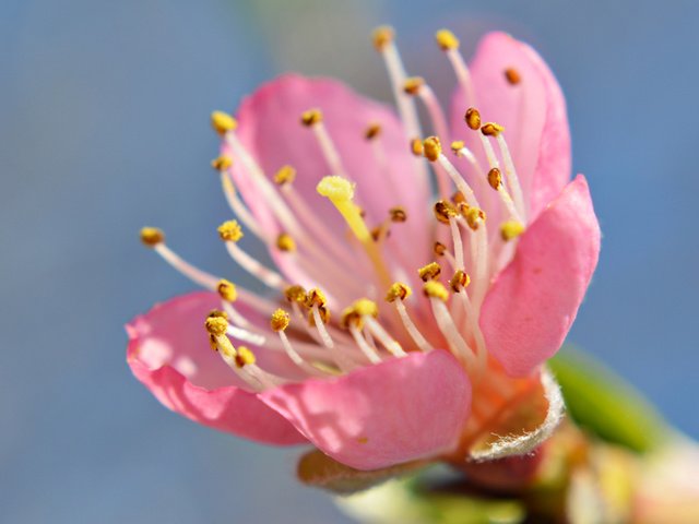 Обои небо, цветок, лепестки, сад, тычинки, весна, the sky, flower, petals, garden, stamens, spring разрешение 2048x1362 Загрузить