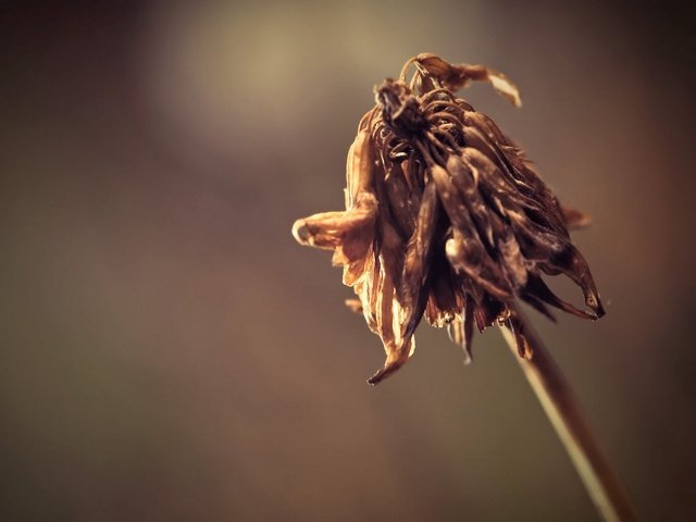 Обои природа, макро, цветок, растение, гибель, цветком, slob, засохший, nature, macro, flower, plant, death, dried разрешение 1920x1372 Загрузить