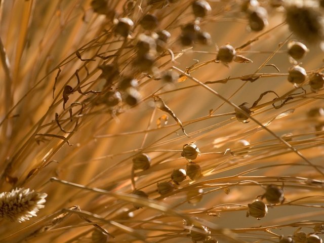 Обои трава, природа, растения, макро, поле, стебли, сухая, grass, nature, plants, macro, field, stems, dry разрешение 2560x1579 Загрузить