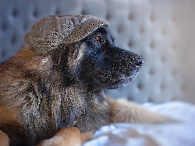 Обои собака, профиль, кепка, овчарка, dog, profile, cap, shepherd разрешение 1920x1200 Загрузить
