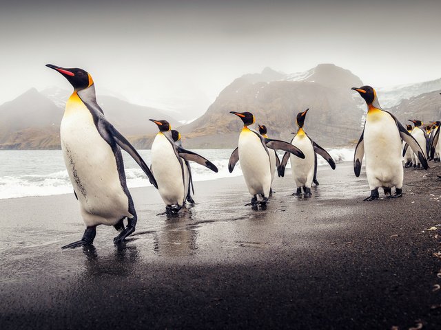 Обои пляж, птицы, пингвины, южная георгия, королевские пингвины, beach, birds, penguins, south georgia, royal penguins разрешение 2048x1303 Загрузить