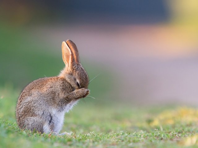Обои трава, утро, лето, заяц, зайчонок, grass, morning, summer, hare разрешение 1920x1280 Загрузить