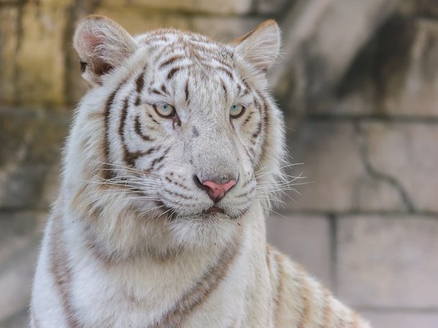 Обои тигр, взгляд, белый, хищник, большая кошка, tiger, look, white, predator, big cat разрешение 2048x1638 Загрузить