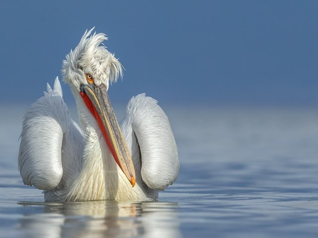 Обои вода, природа, птица, клюв, перья, пеликан, water, nature, bird, beak, feathers, pelican разрешение 1920x1200 Загрузить