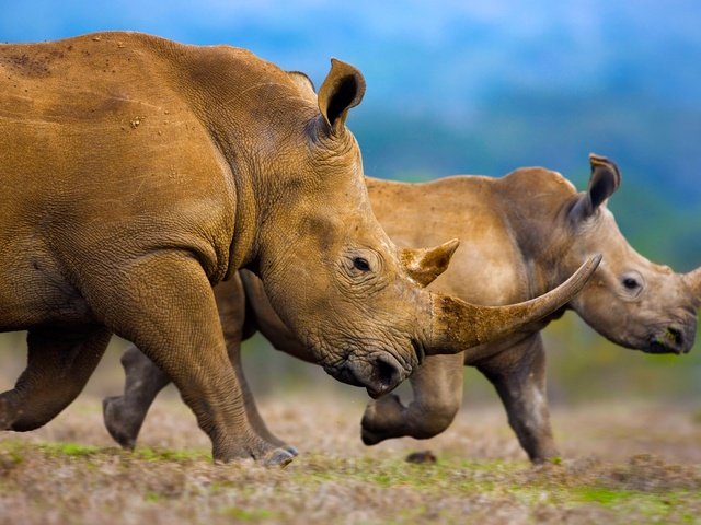 Обои животные, африка, семья, носороги, белый носорог, рог, animals, africa, family, rhinos, white rhino, horn разрешение 1920x1200 Загрузить